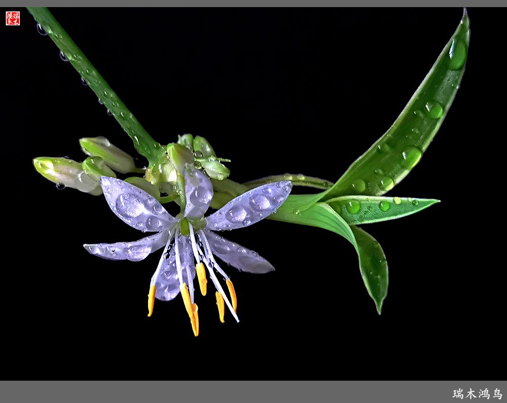 【2023之花季】吊兰花开