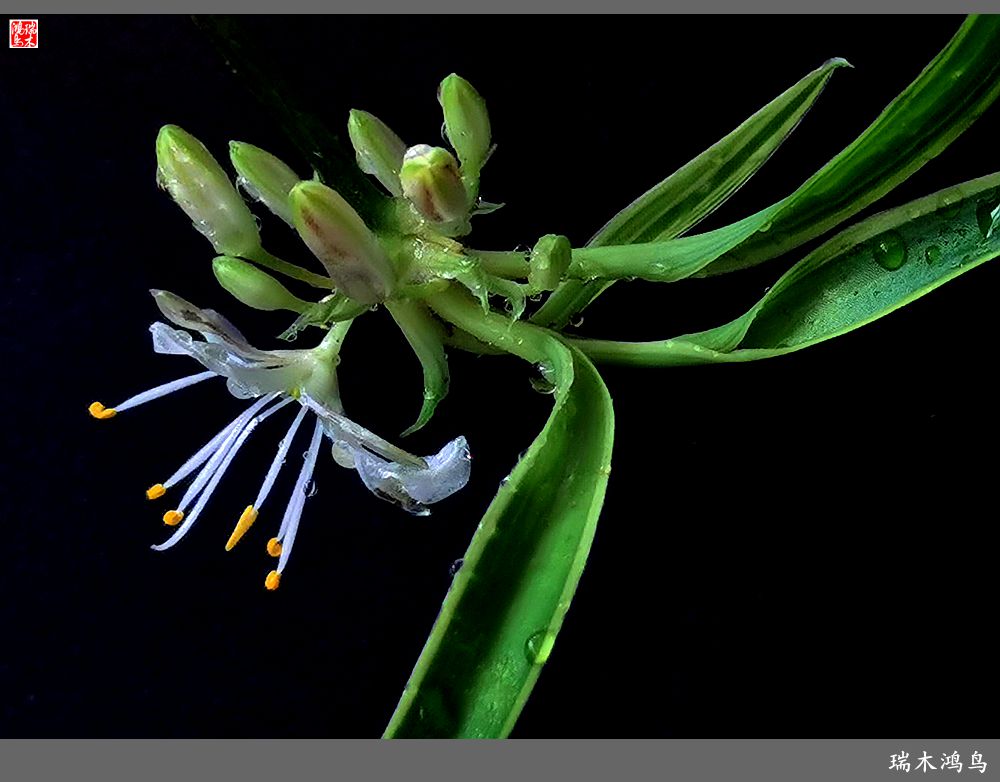 【2023之花季】吊兰花开