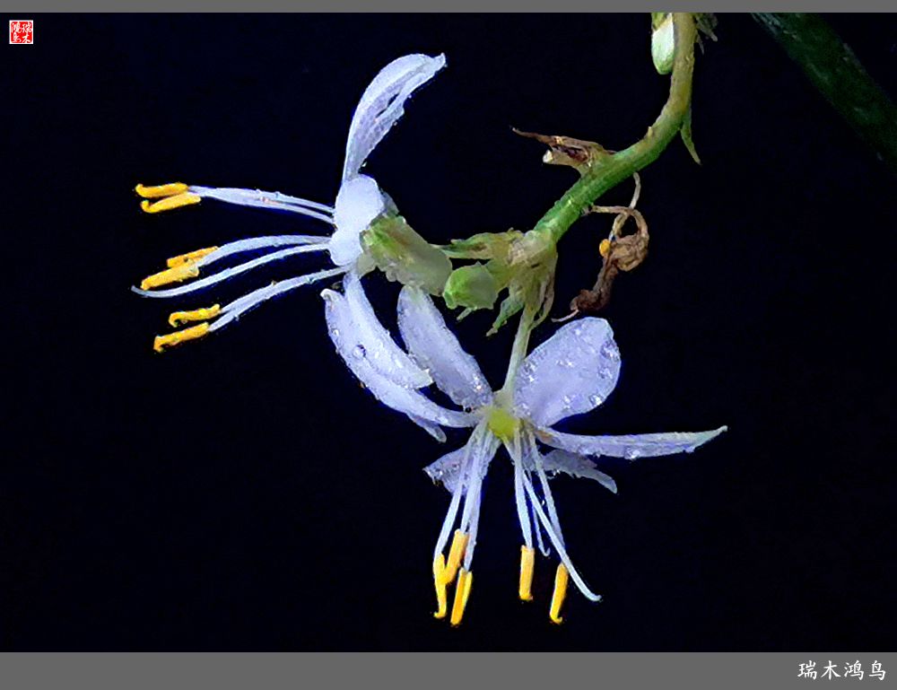 【2023之花季】吊兰花开