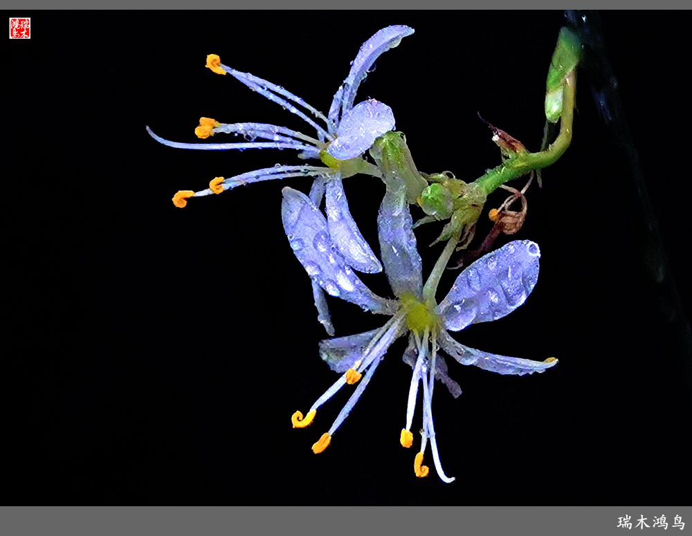 【2023之花季】吊兰花开