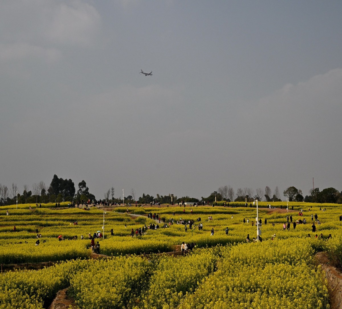 丰收之花 油的色彩