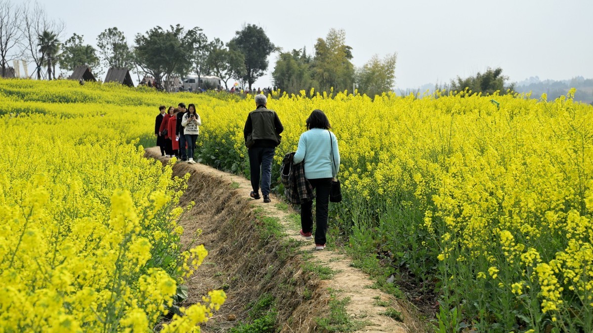 丰收之花 油的色彩