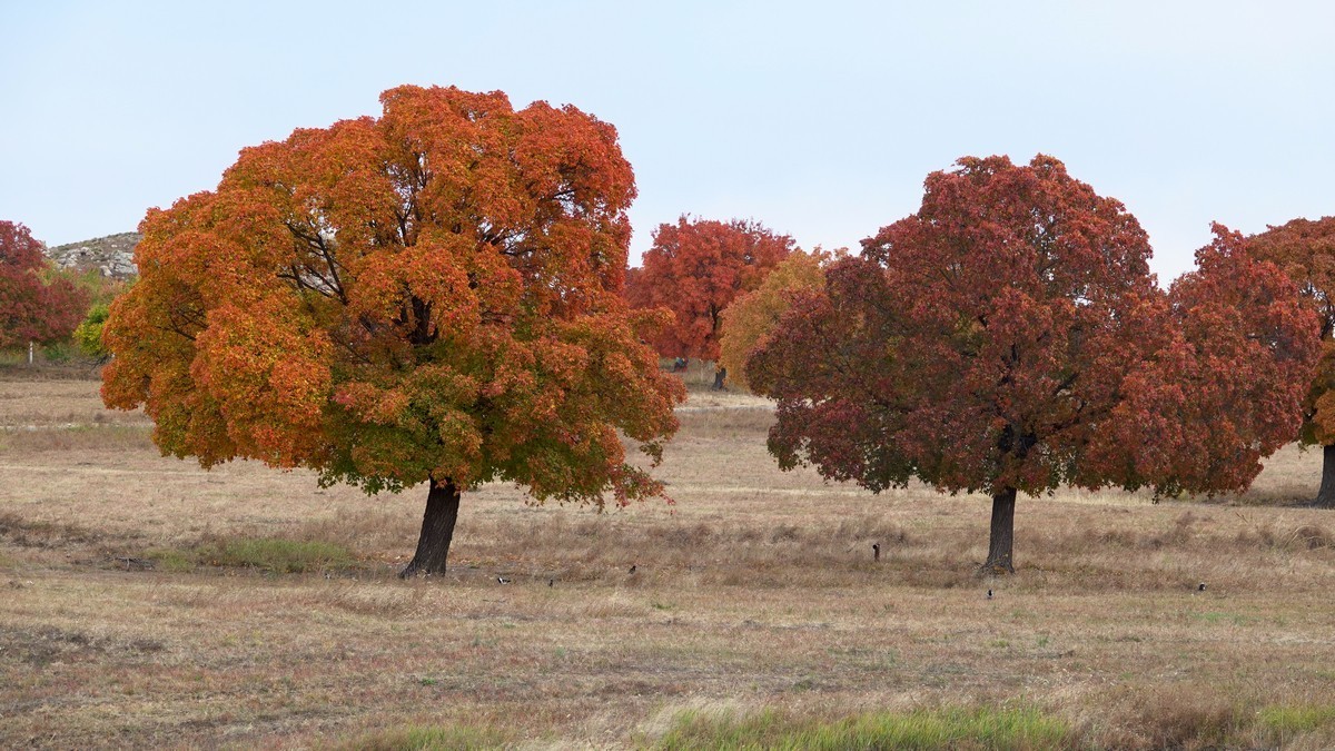 内蒙古代钦塔拉五角枫生态景区