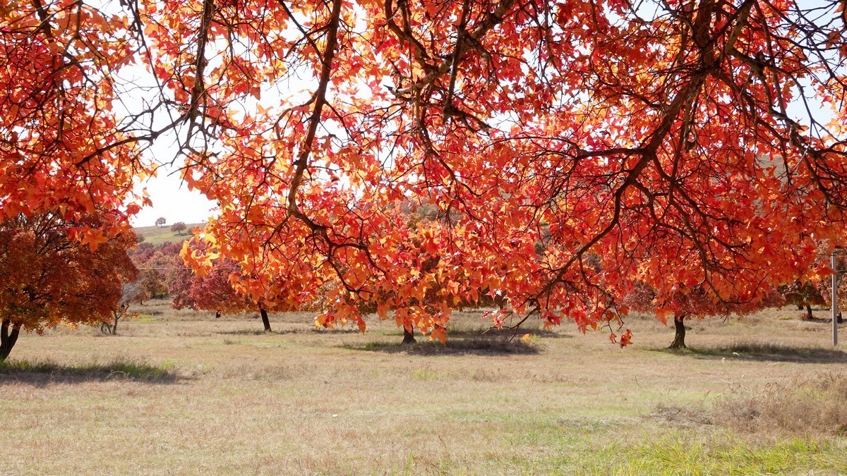 内蒙古代钦塔拉五角枫生态景区