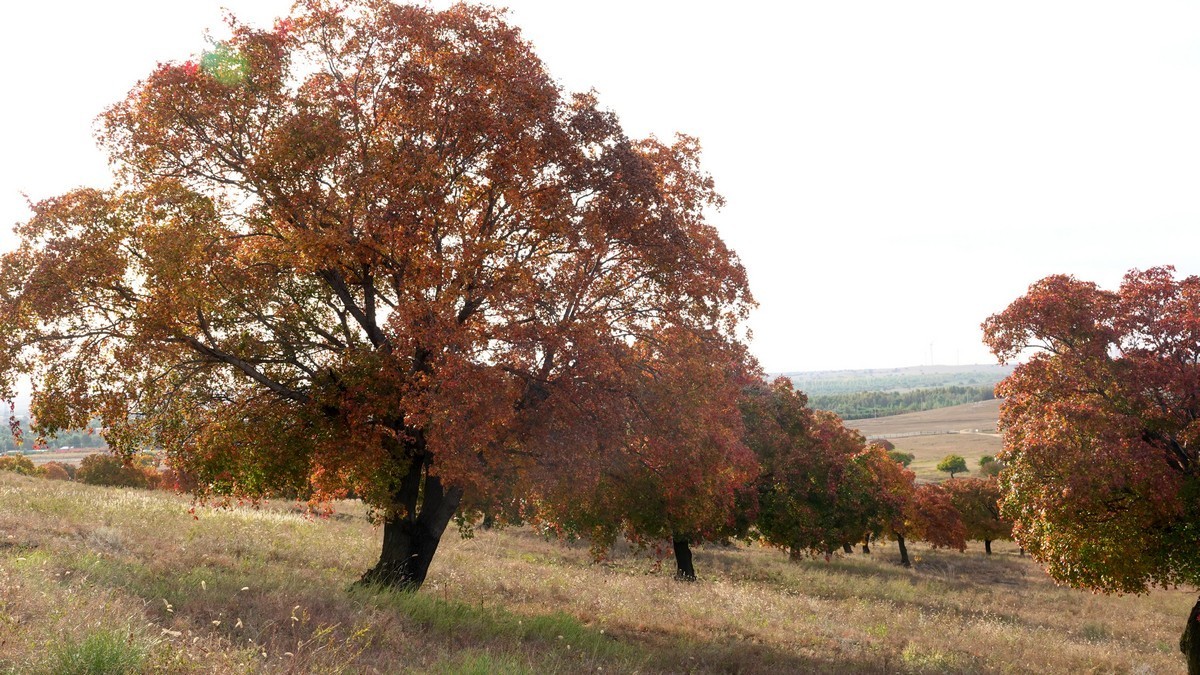内蒙古代钦塔拉五角枫生态景区