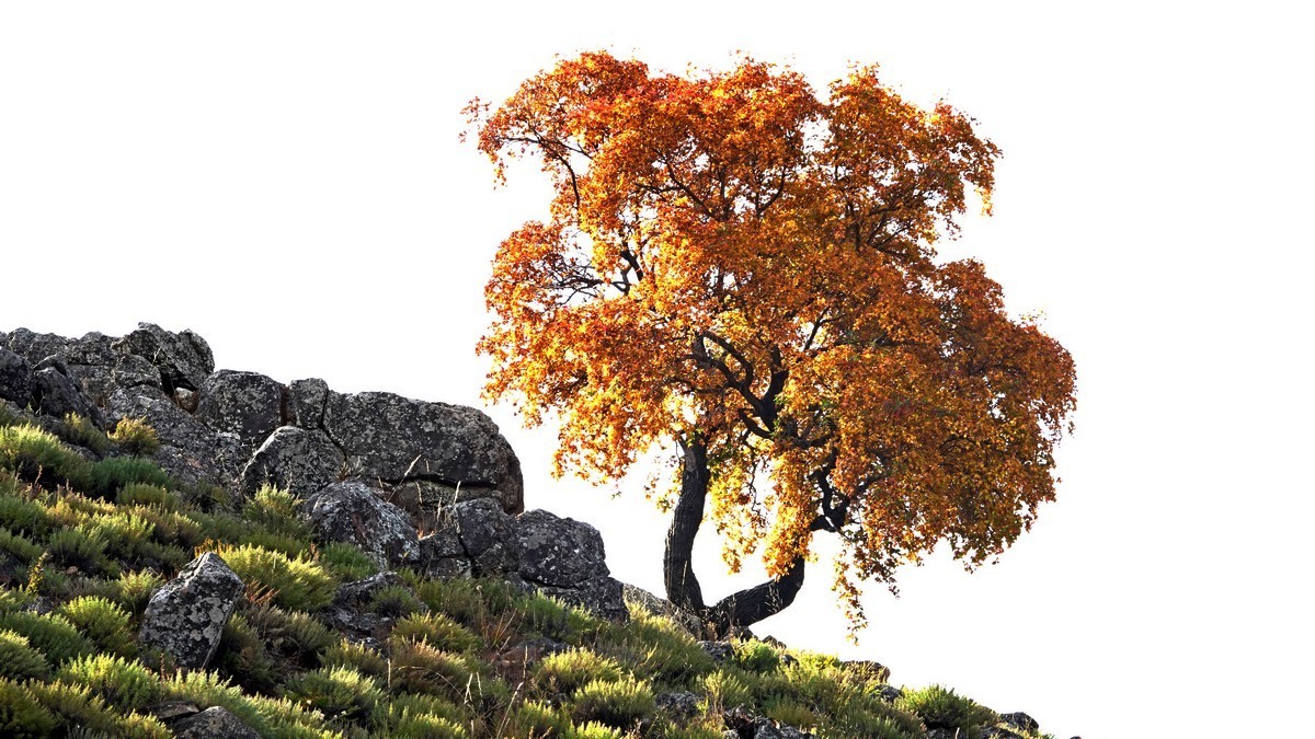 内蒙古代钦塔拉五角枫生态景区