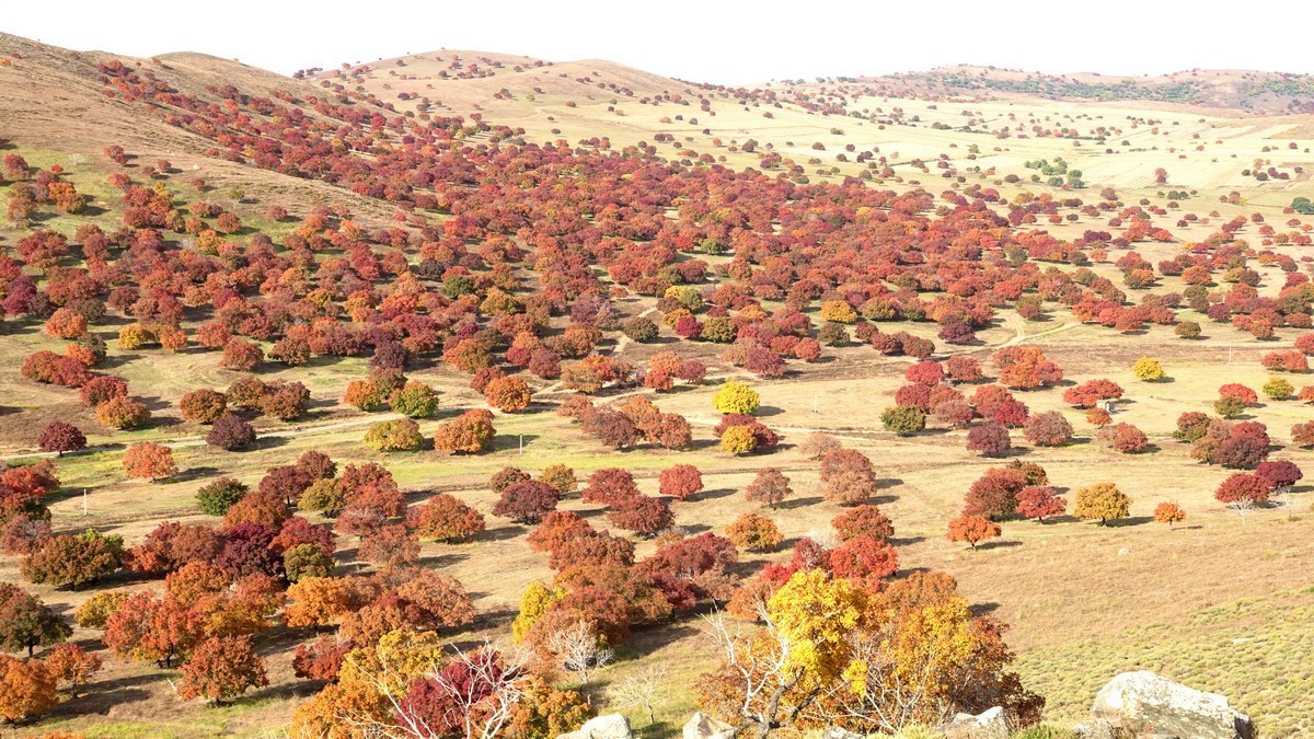 内蒙古代钦塔拉五角枫生态景区