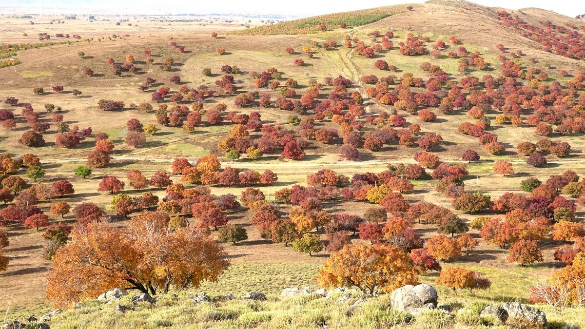 内蒙古代钦塔拉五角枫生态景区