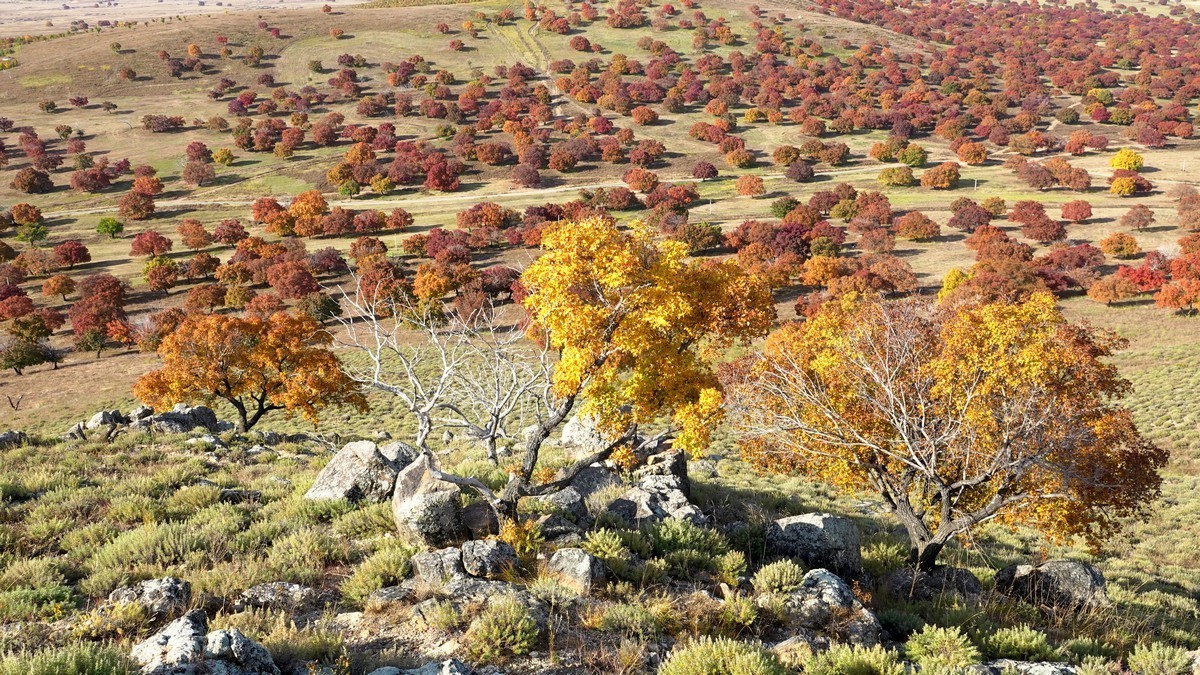 内蒙古代钦塔拉五角枫生态景区