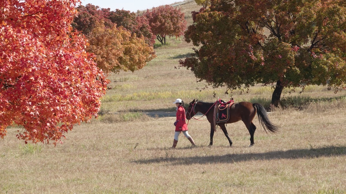 内蒙古代钦塔拉五角枫生态景区