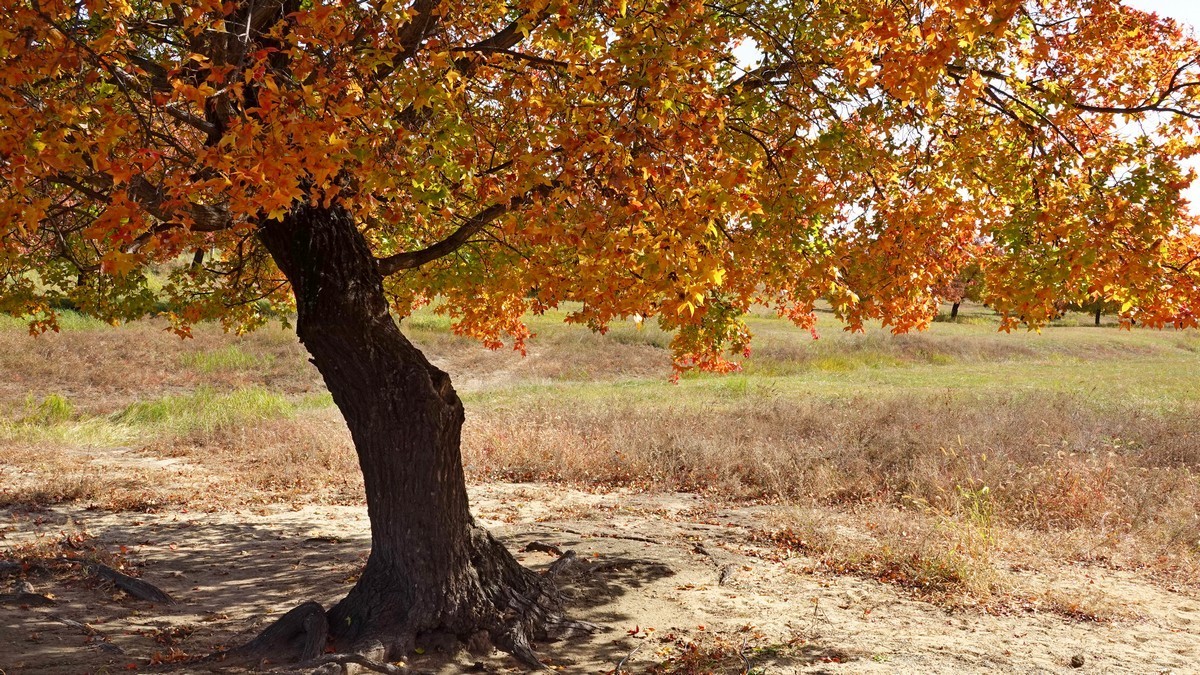 内蒙古代钦塔拉五角枫生态景区