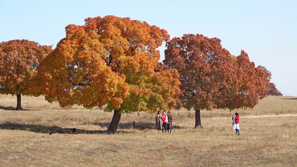 内蒙古代钦塔拉五角枫生态景区