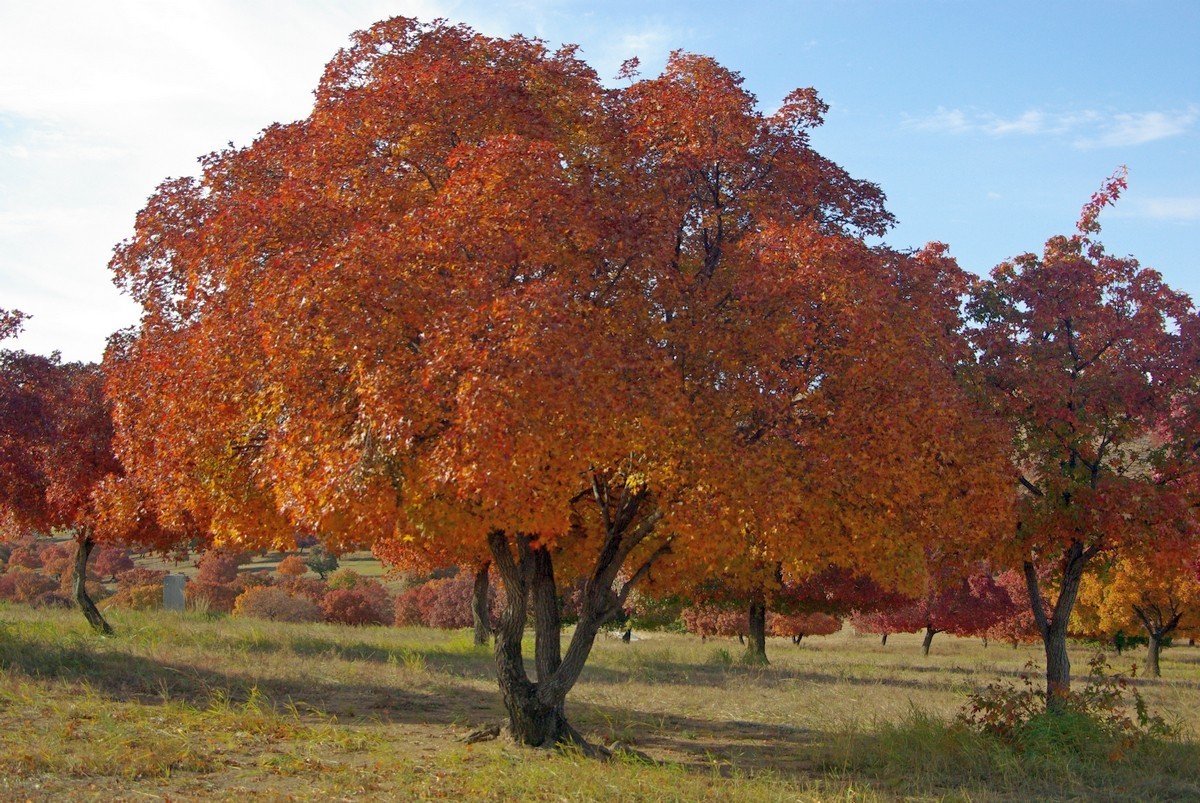 内蒙古代钦塔拉五角枫生态景区