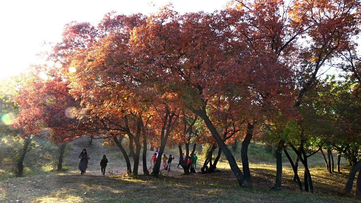 内蒙古代钦塔拉五角枫生态景区