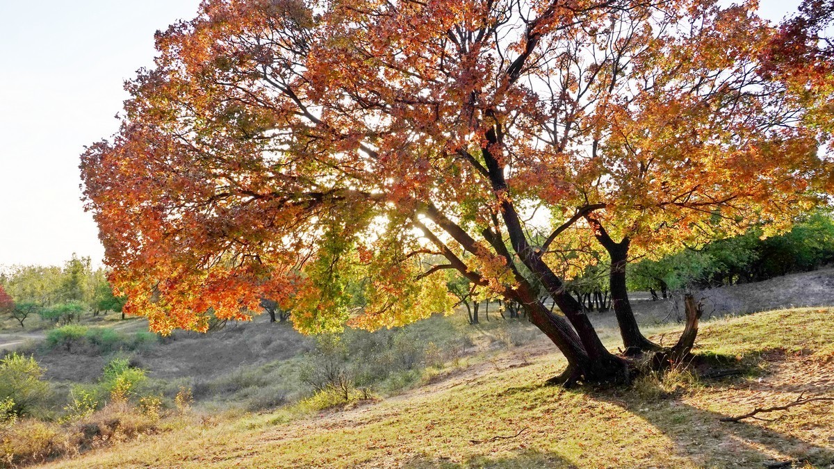 内蒙古代钦塔拉五角枫生态景区
