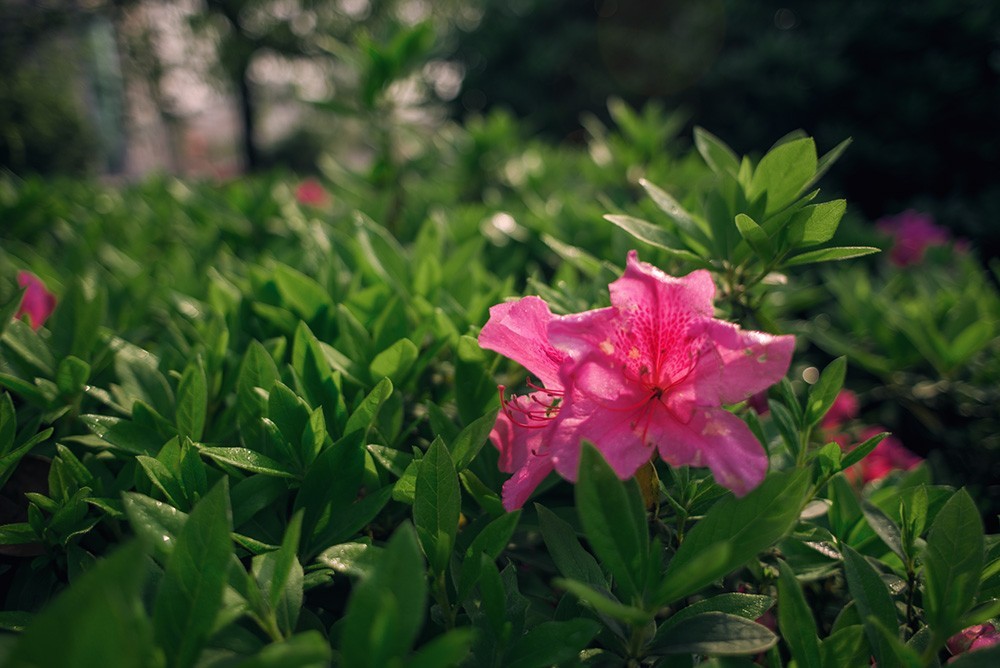 几年前到城区拍摄的花花草草