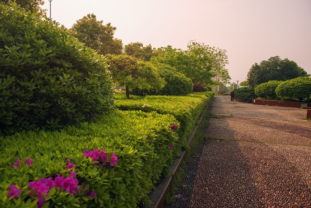 几年前到城区拍摄的花花草草