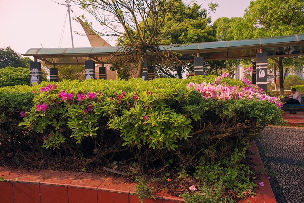 几年前到城区拍摄的花花草草