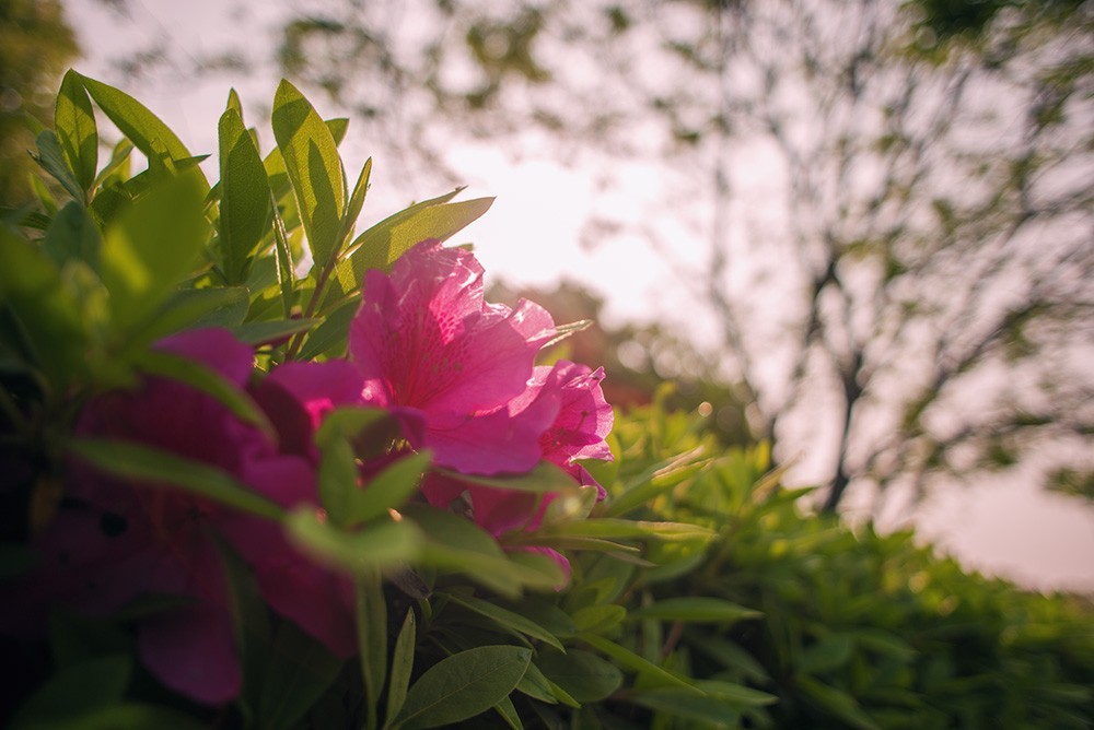 几年前到城区拍摄的花花草草