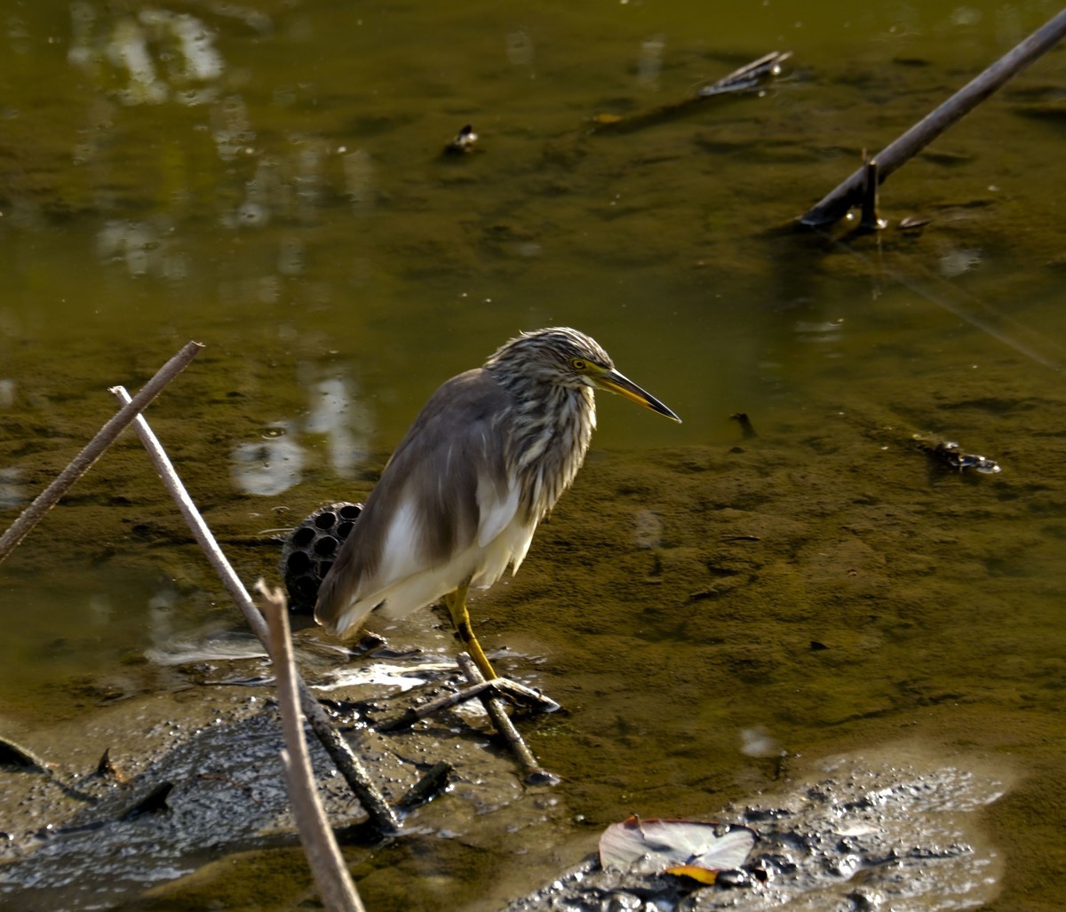 流化湖池鹭（二）