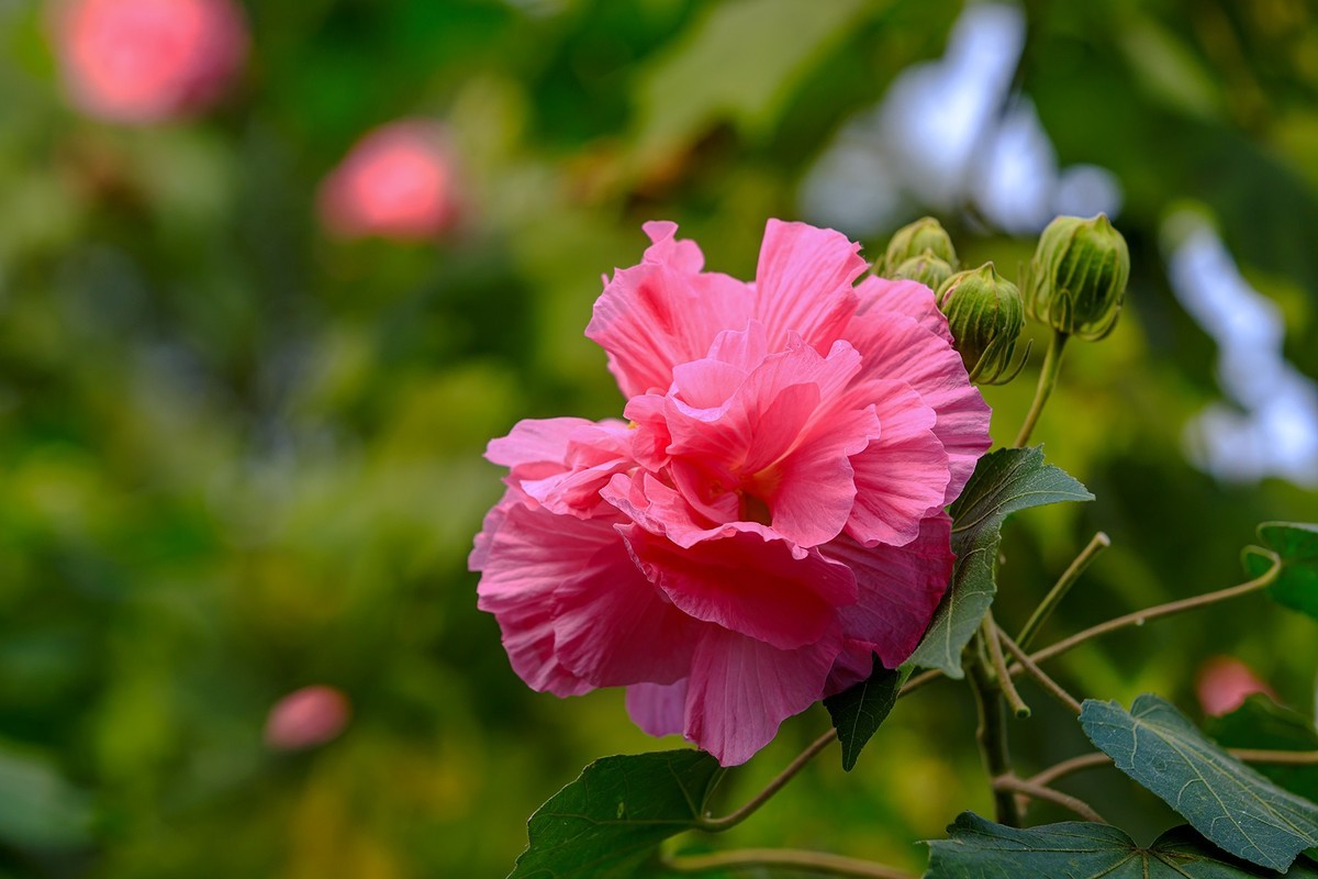 花城看花202142木芙蓉2