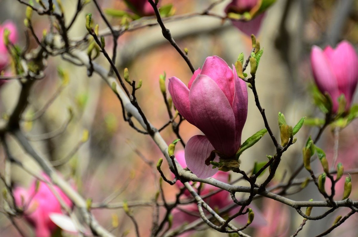 花卉系列【3336】