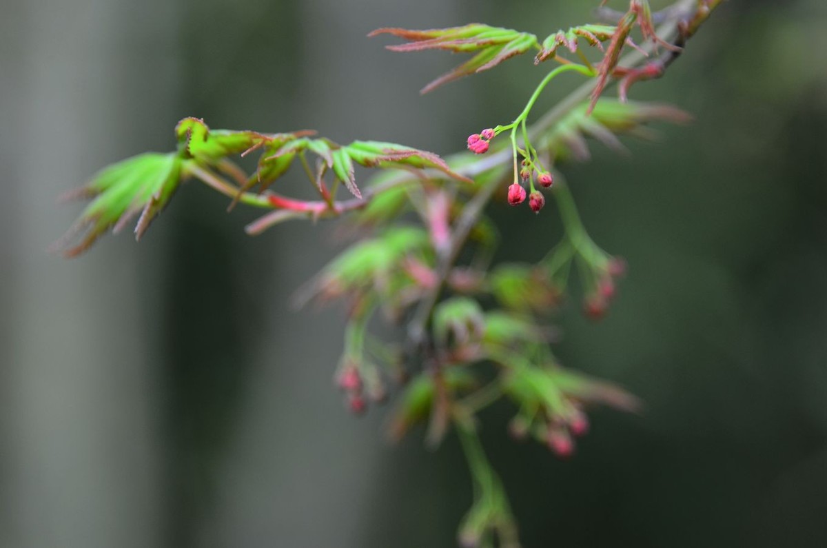 花卉系列【3337】