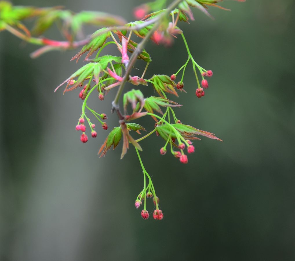 花卉系列【3337】