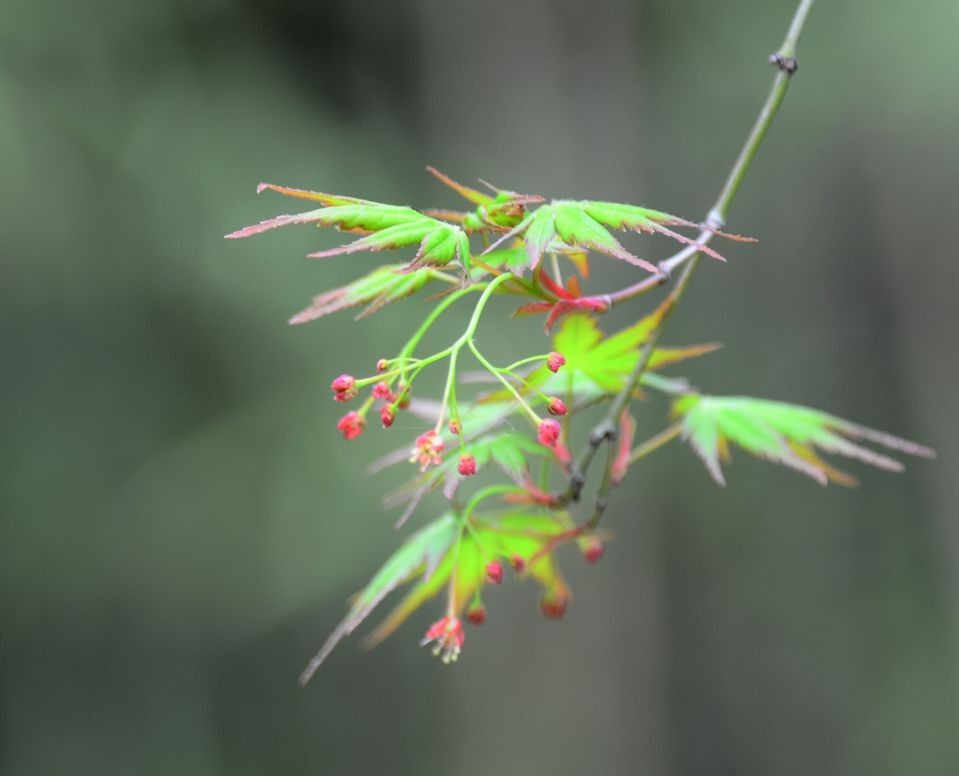 花卉系列【3337】