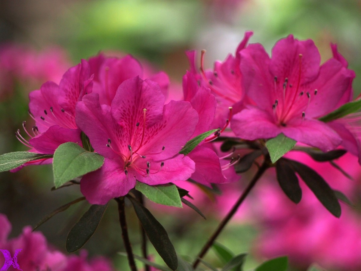 2022开在小区的杜鹃花3