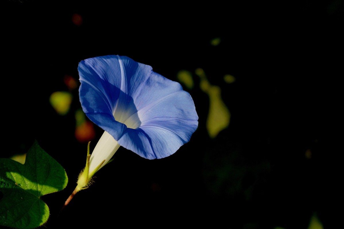 秋 天 牵 牛 花 开