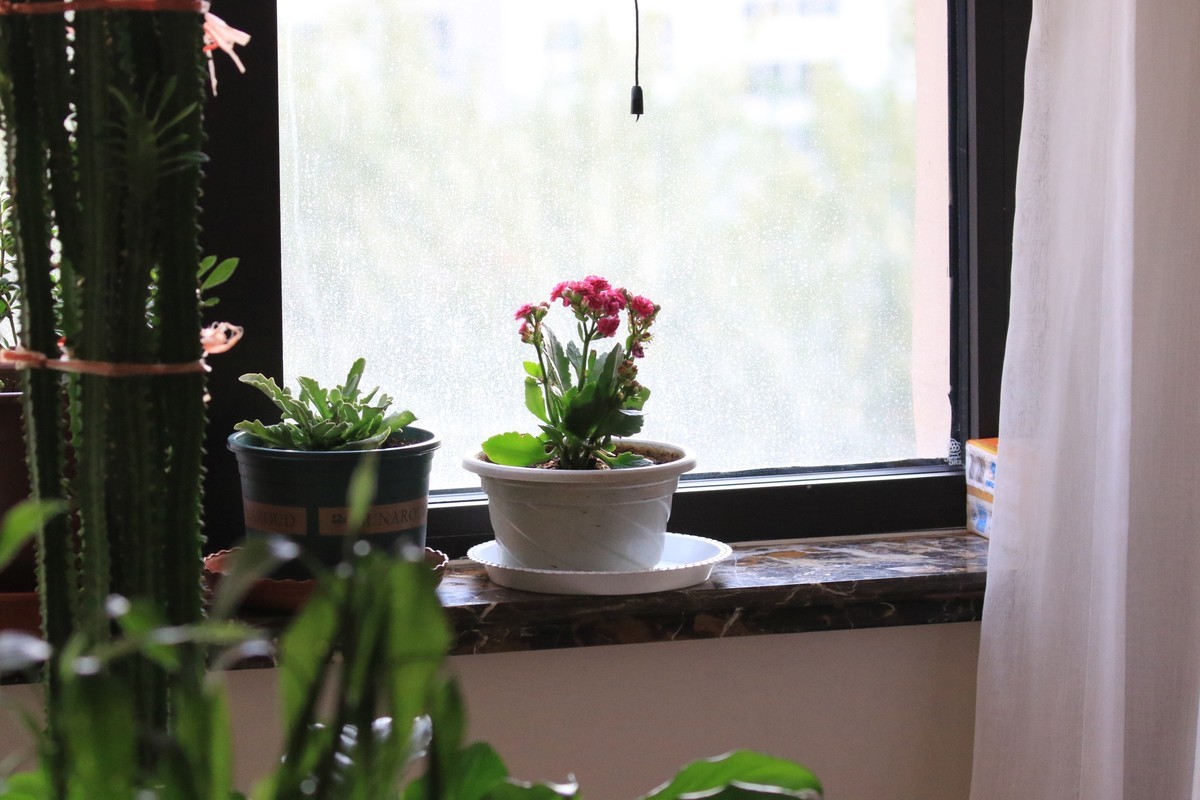 家里的花卉随拍