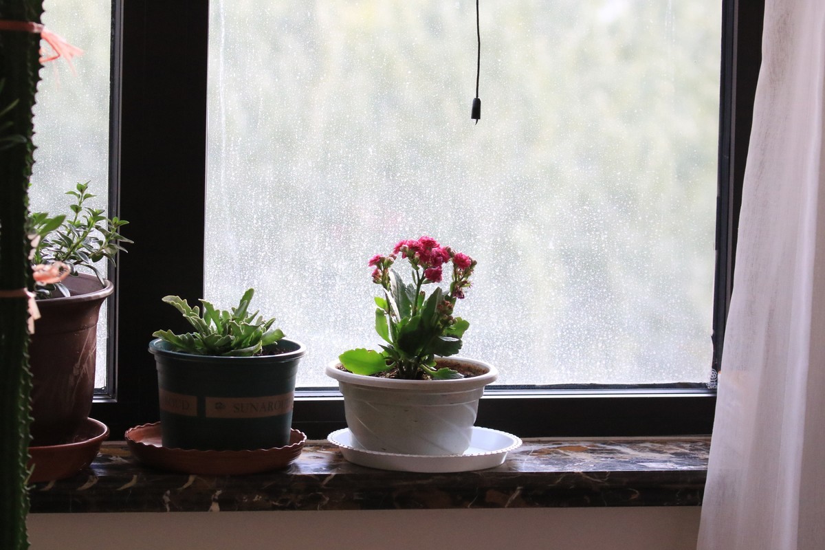 家里的花卉随拍