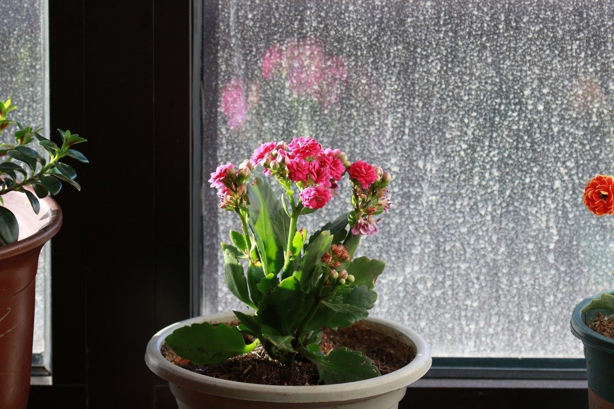 家里的花卉随拍