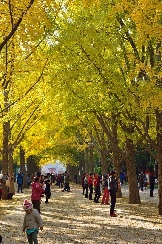 地坛秋色即景-2