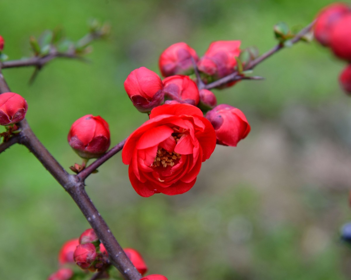 海      棠      花