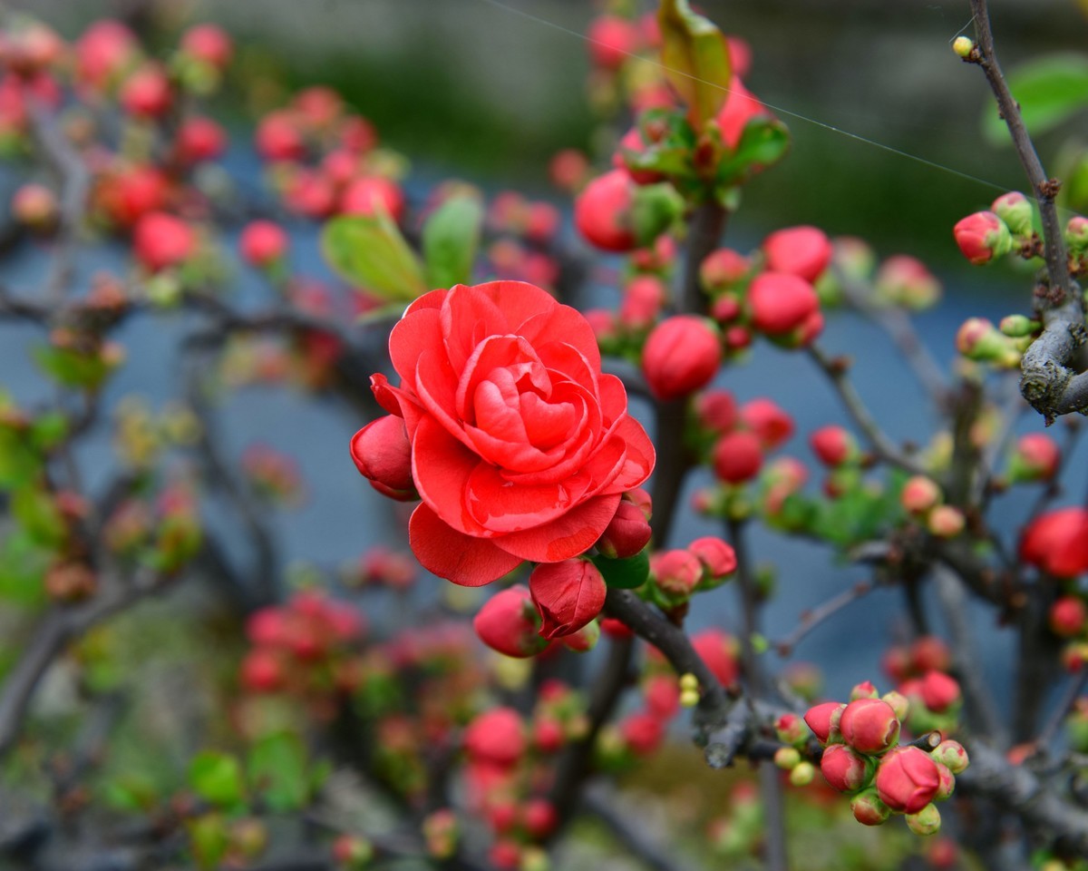 海      棠      花