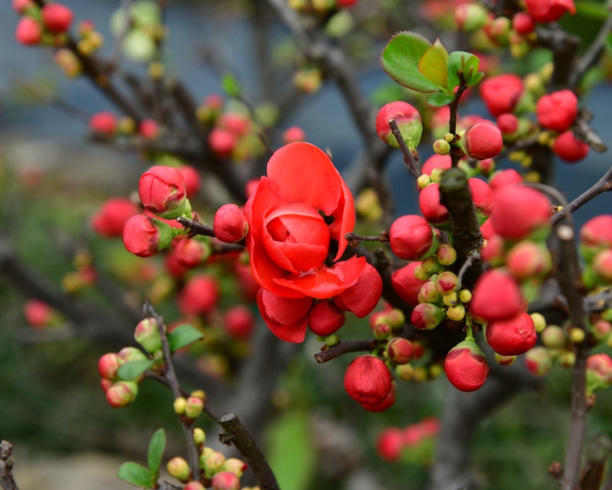 海      棠      花