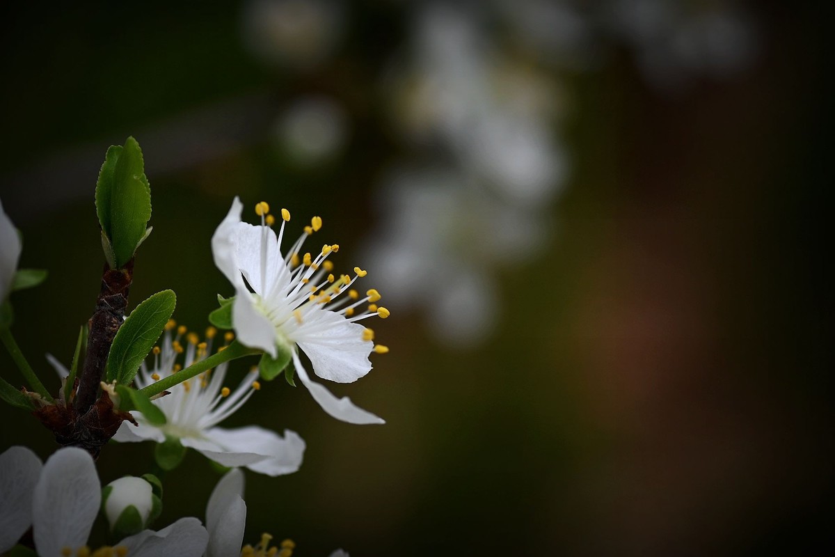 李花