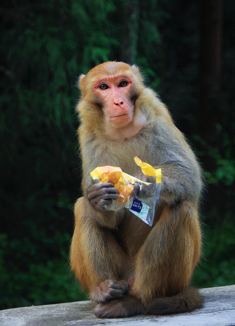 节日帖，庆五一劳动节《旅游抓拍片》祝大家节日愉快万事如意！