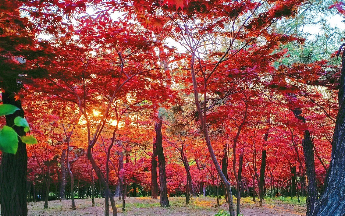 节日帖，庆五一劳动节《旅游抓拍片》祝大家节日愉快万事如意！