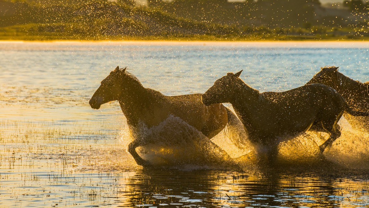 21.6 草原的夏天 （十一）------马踏飞浪