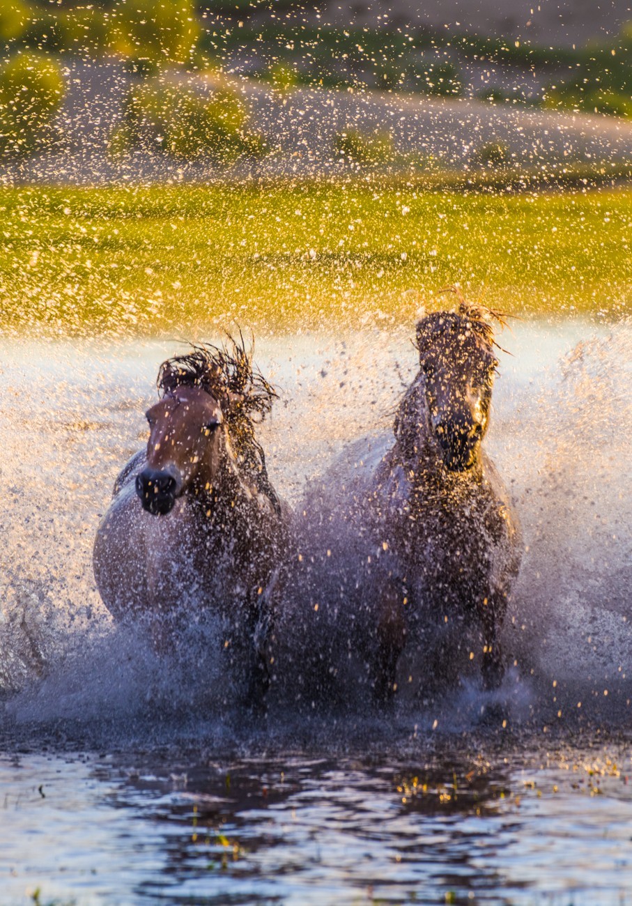 21.6 草原的夏天 （十一）------马踏飞浪