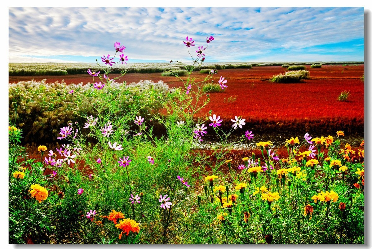 尼康Z8一一试机盘锦红海滩