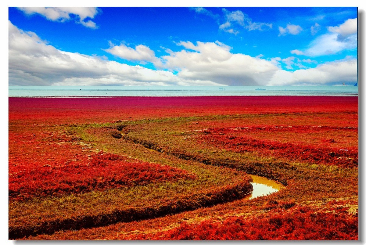 尼康Z8一一试机盘锦红海滩