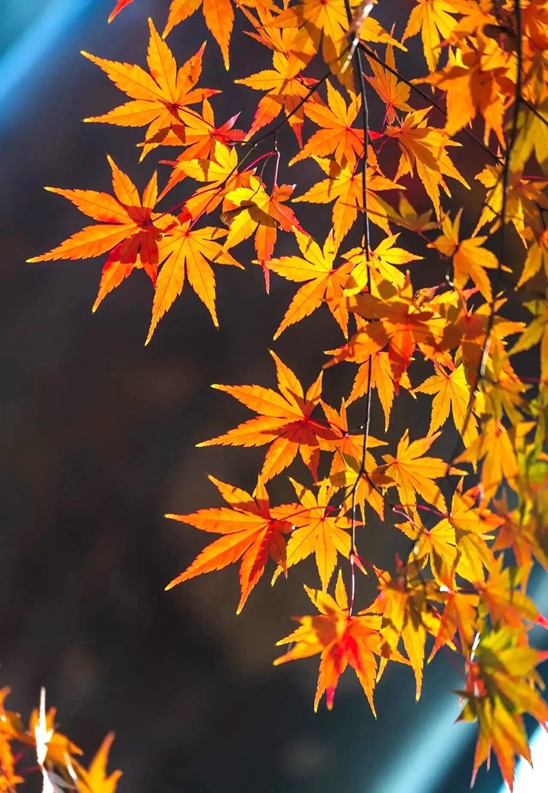 五角紅枫