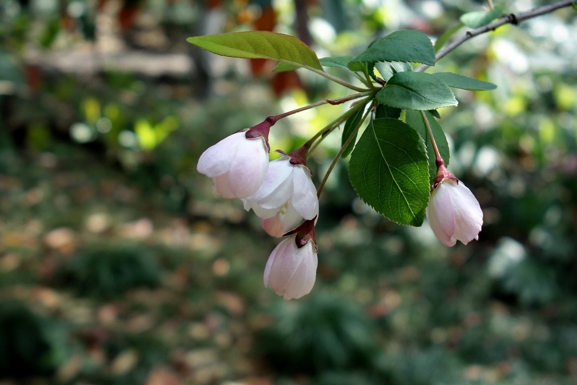 2023-03-18  常州红梅公园