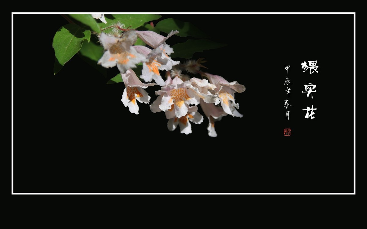 毛茸茸的小花-猥实花