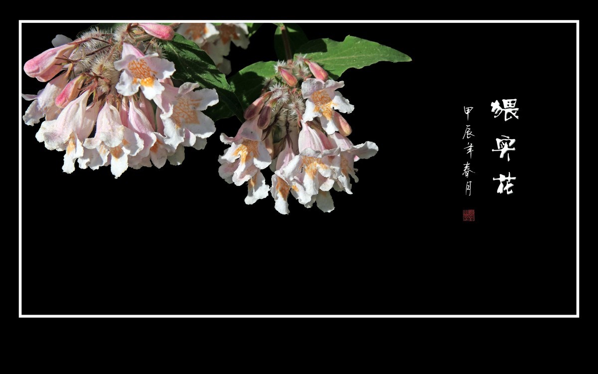 毛茸茸的小花-猥实花