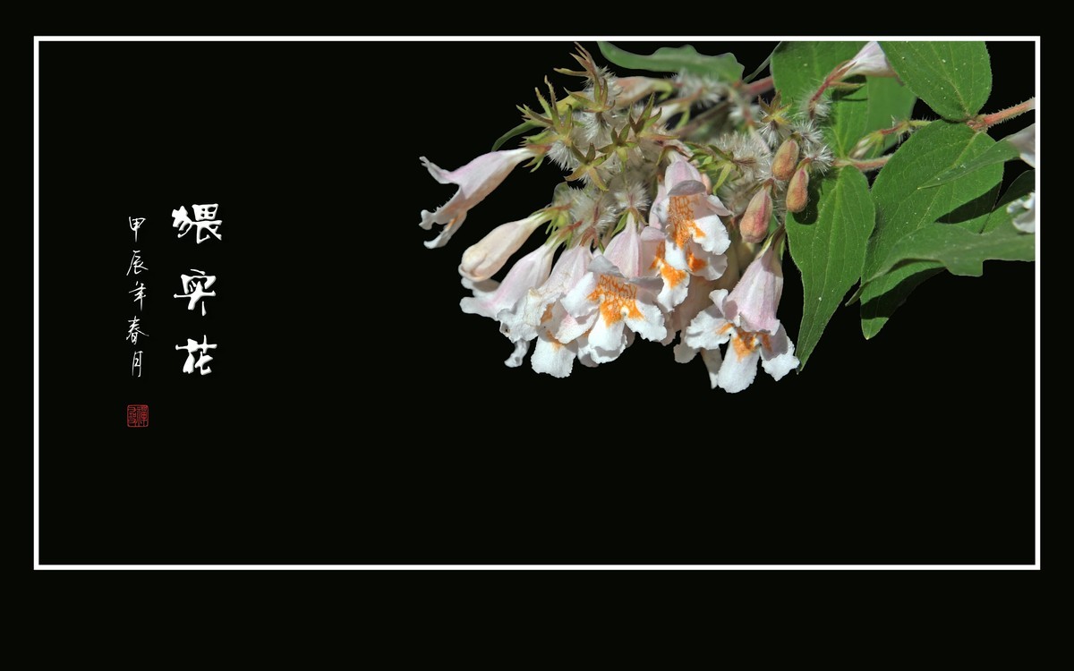 毛茸茸的小花-猥实花